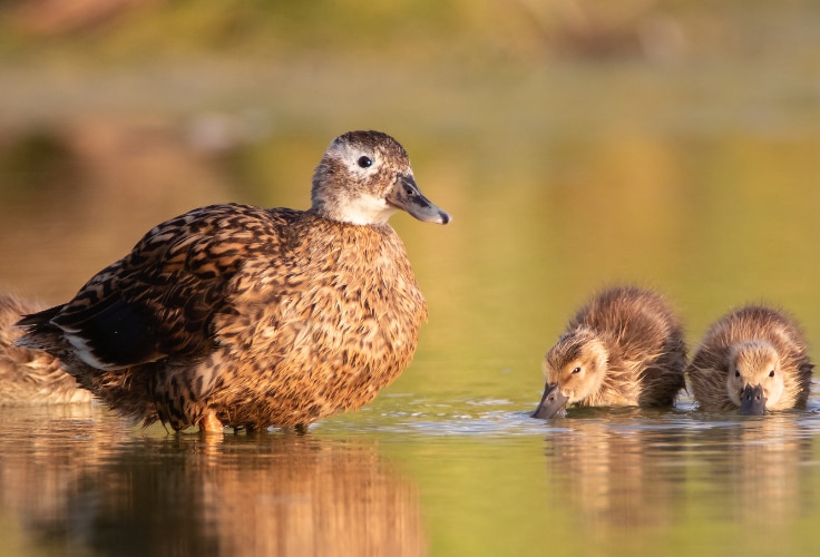Female Laysan Duck with ducklings