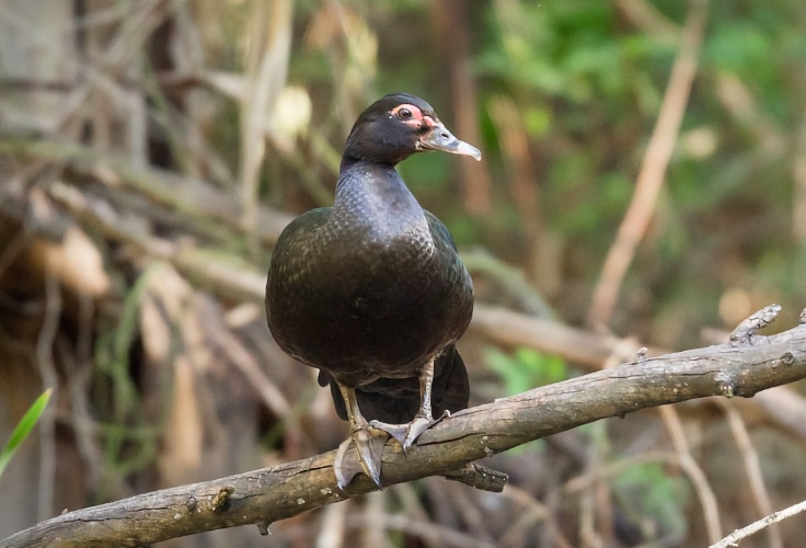 Female Muscovy Duck