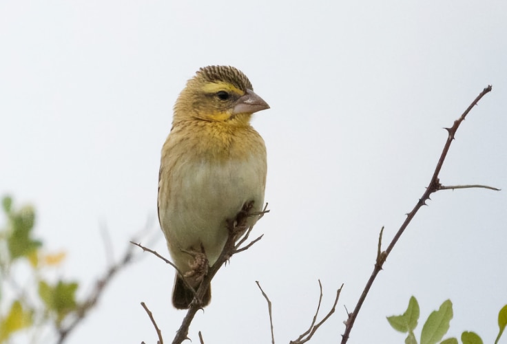 Female Parasitic Weaver