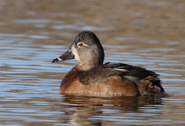 Female Ring-Necked Duck