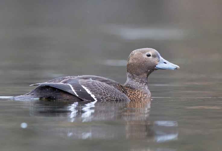 Female Steller's Eider