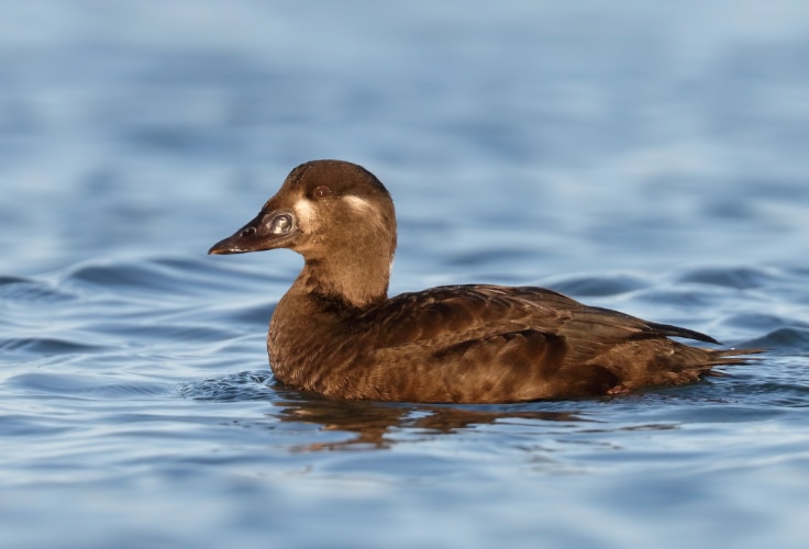 Female Surf Scoter