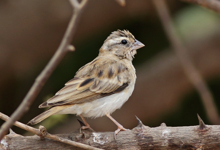 Female Village Indigobird