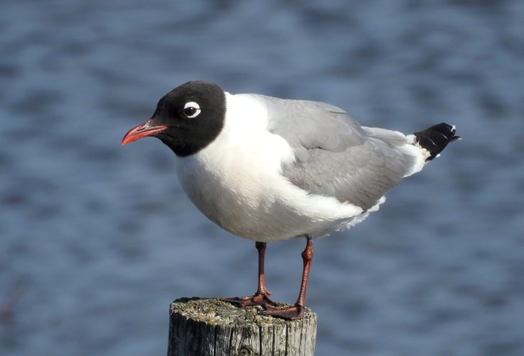 Franklin's Gull (Leucophaeus pipixcan)