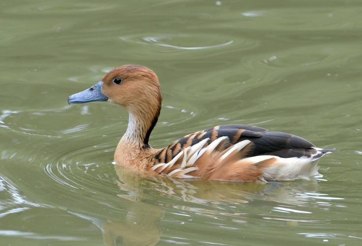 Fulvous Whistling-Duck (Dendrocygna bicolor)