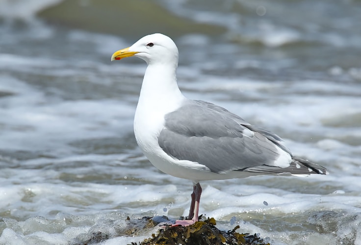 Glaucous-Winged Gull (Larus glaucescens)