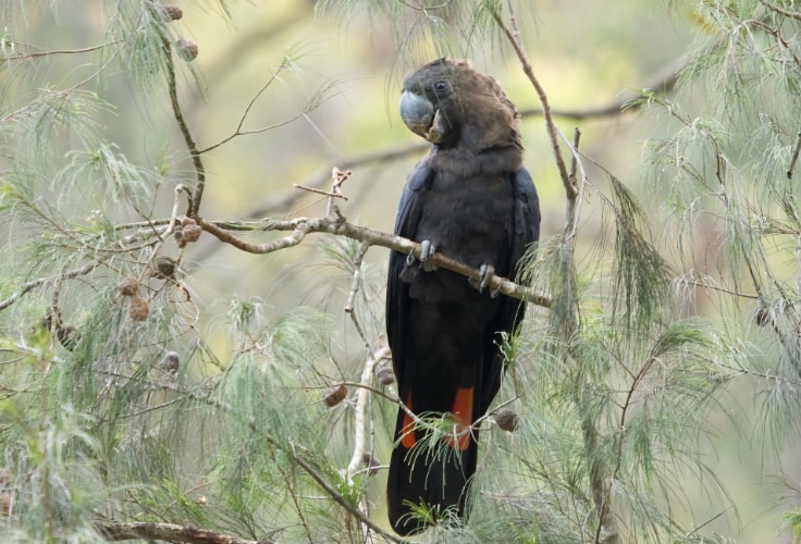 Glossy Black Cockatoo (Calyptorhynchus lathami)
