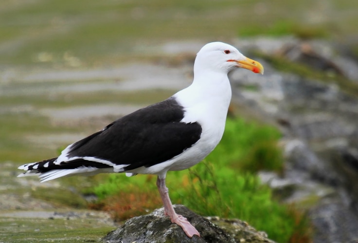 Great Black-Backed Gull (Larus marinus)