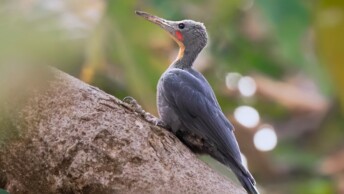 Great Slaty Woodpecker (Mulleripicus pulverulentus)