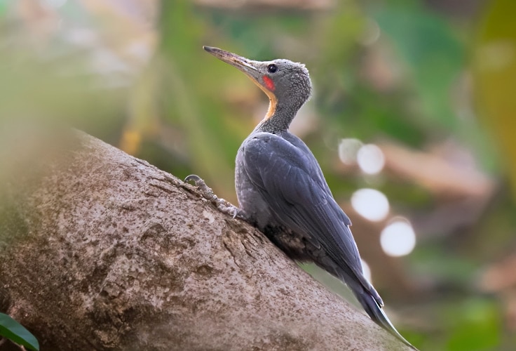 Great Slaty Woodpecker (Mulleripicus pulverulentus)