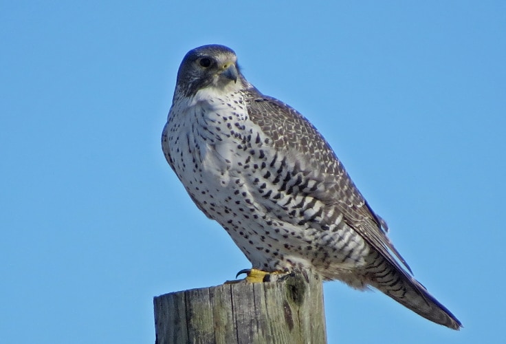 Gyrfalcon (Falco rusticolus)