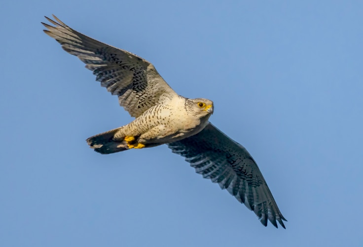 Gyrfalcon in flight