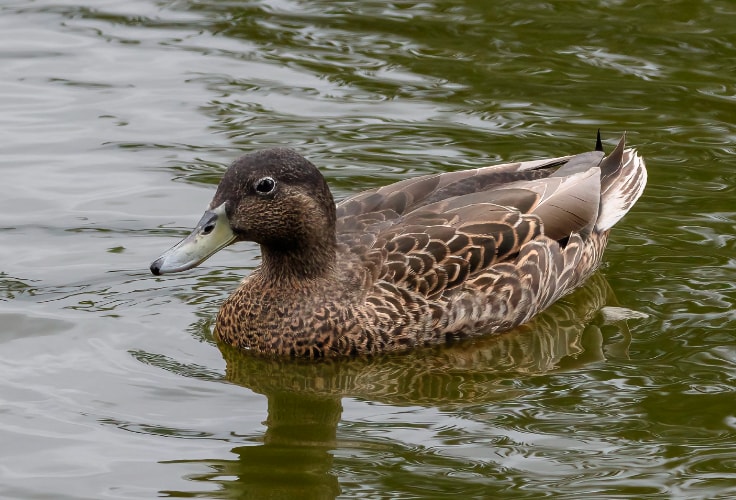 Hawaiian Duck (Anas wyvilliana)