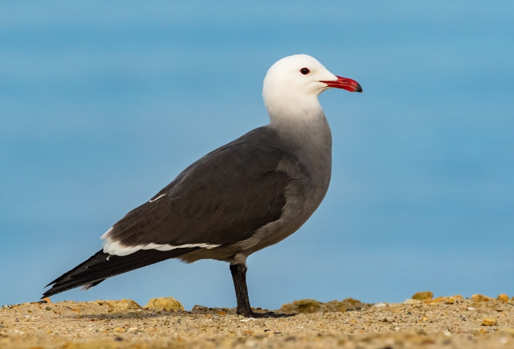Heermann's Gull (Larus heermanni)