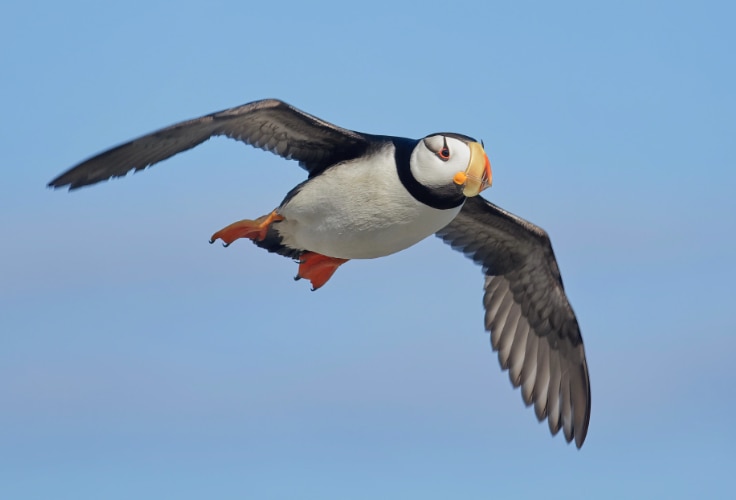 Horned Puffin in flight