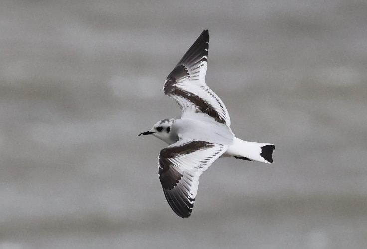 Immature Little Gull in flight