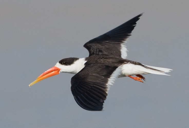 Indian Skimmer in flight