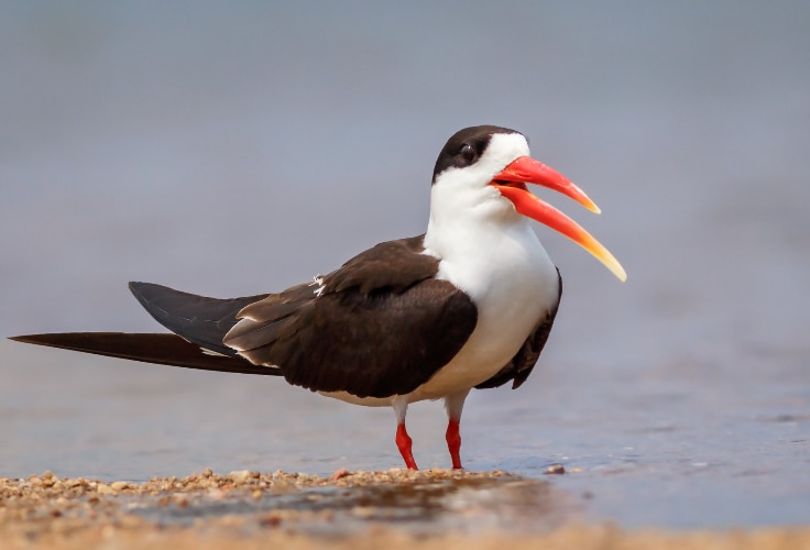 Indian Skimmer (Rynchops albicollis)