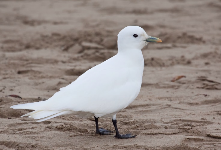 Ivory Gull (Pagophila eburnea)