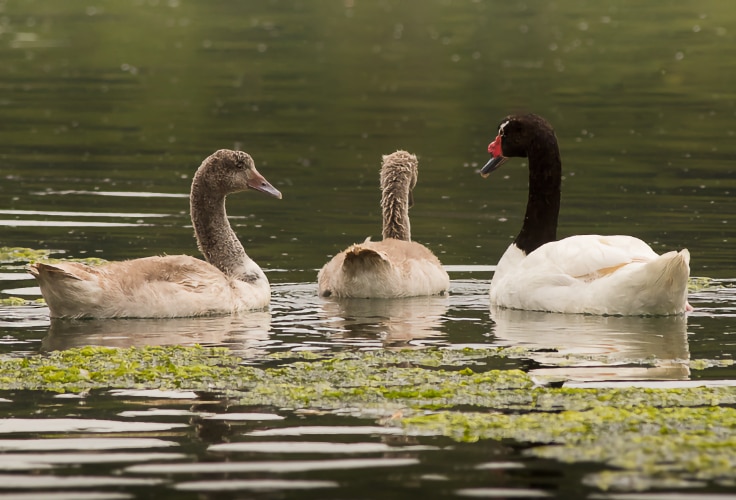 Juveniles and adult Black-Necked Swans