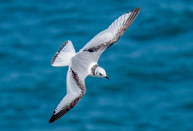 Juvenile Black-Legged Kittiwake in flight