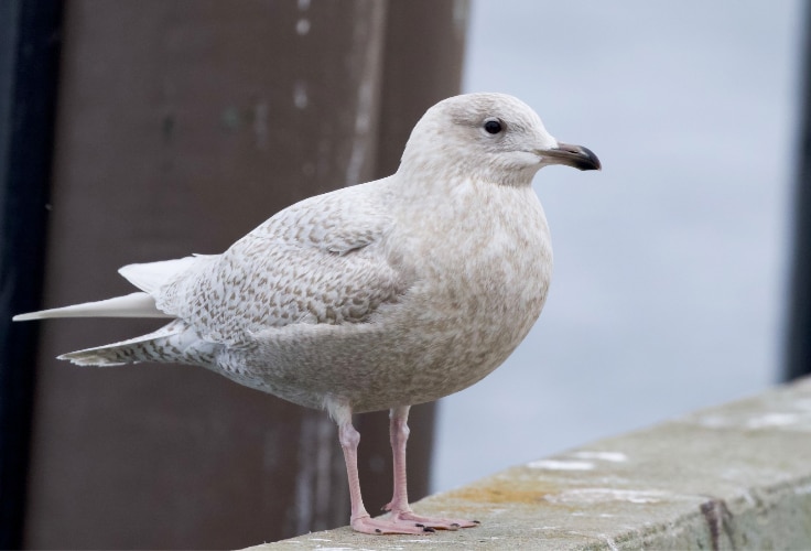 Juvenile Iceland Gull