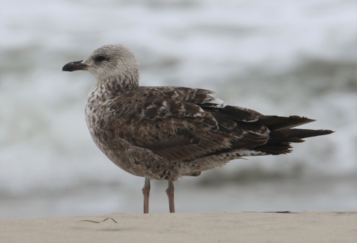 Juvenile Lesser Black-Backed Gull