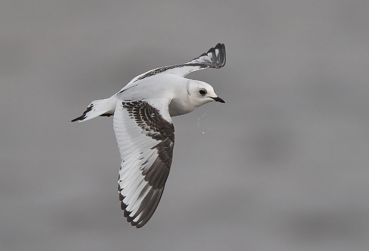 Juvenile Ross's Gull in flight