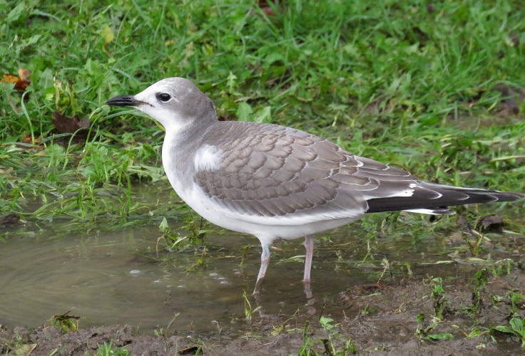 Juvenile Sabine's Gull