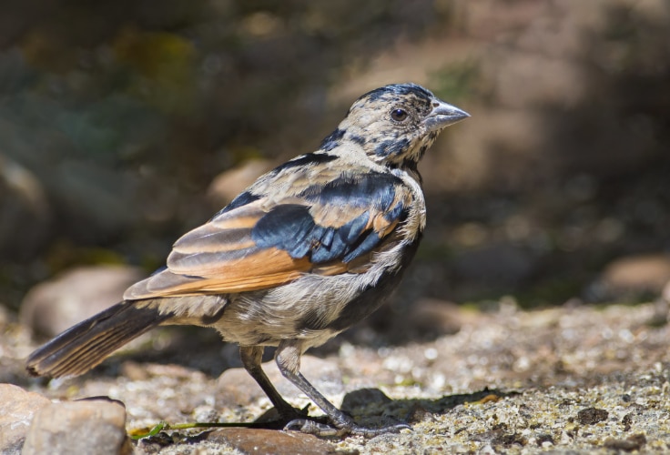 Juvenile Screaming Cowbird