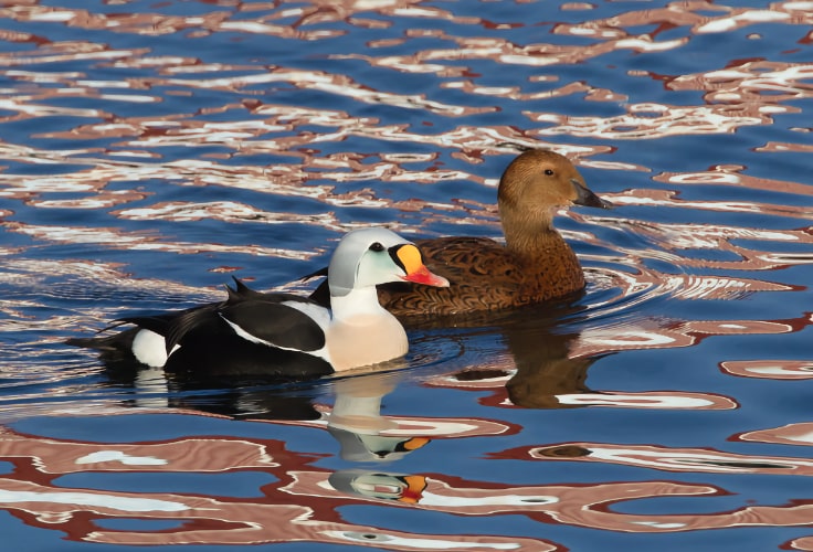 King Eider pair