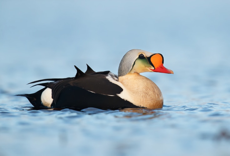 King Eider (Somateria spectabilis)