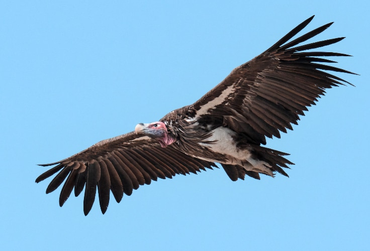 Lappet-Faced Vulture in flight