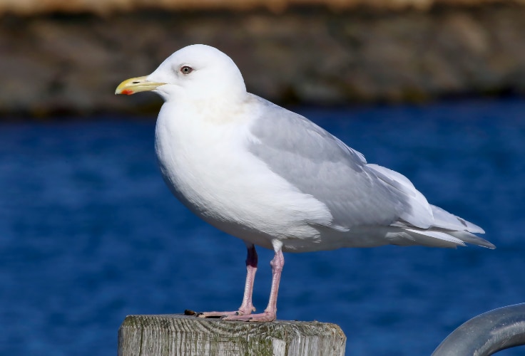 Iceland Gull (Larus glaucoides)