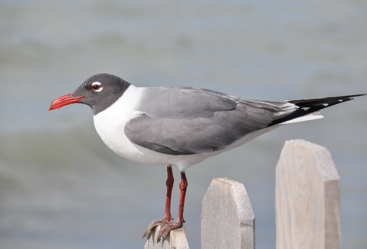 Laughing Gull (Leucophaeus atricilla)