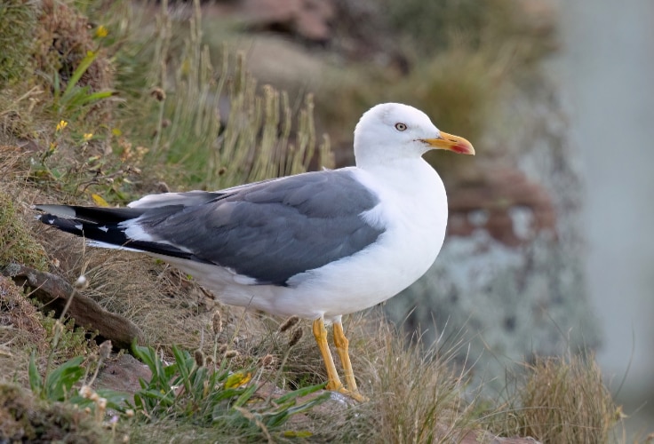 Lesser Black-Backed Gull (Larus fuscus)