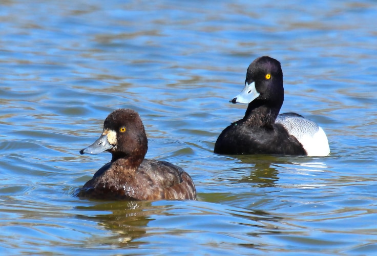 Lesser Scaup pair