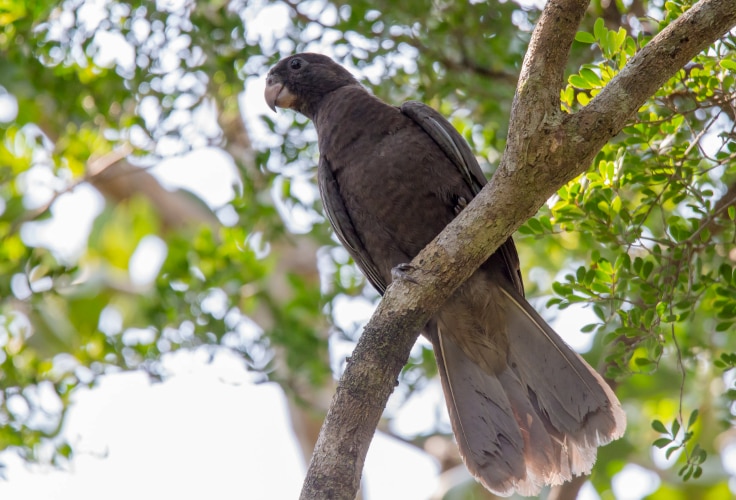 Lesser Vasa Parrot (Coracopsis nigra)
