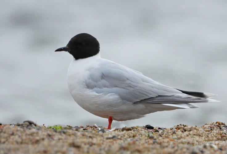 Little Gull (Hydrocoloeus minutus)