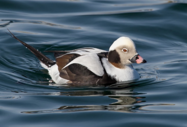 Long-Tailed Duck (Clangula hyemalis)