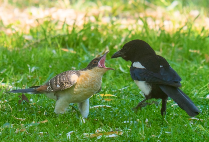 Magpie feeding a young Great Spotted Cuckoo