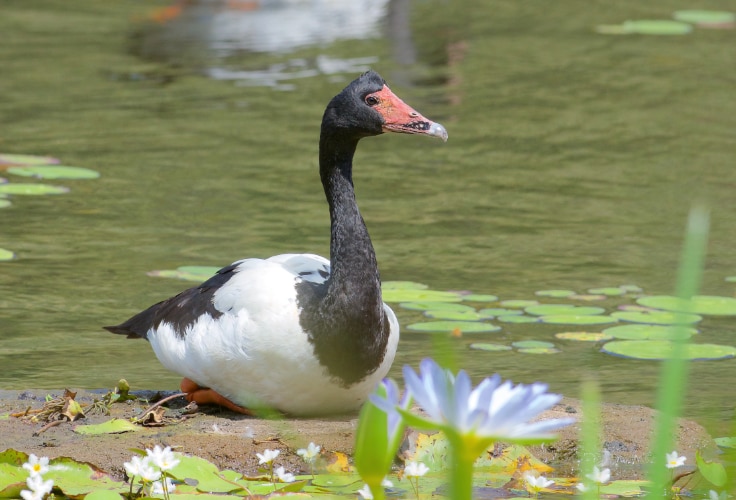 Magpie Goose (Anseranas semipalmata)