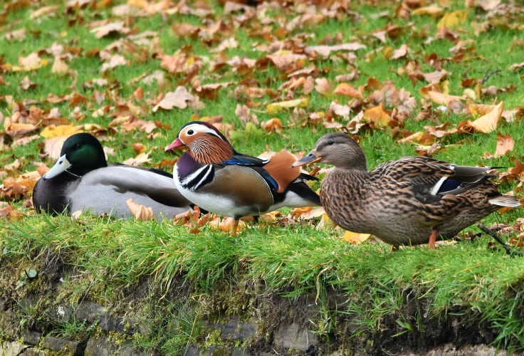 Mandarin duck with Mallards
