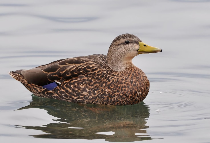 Mexican Duck (Anas diazi)