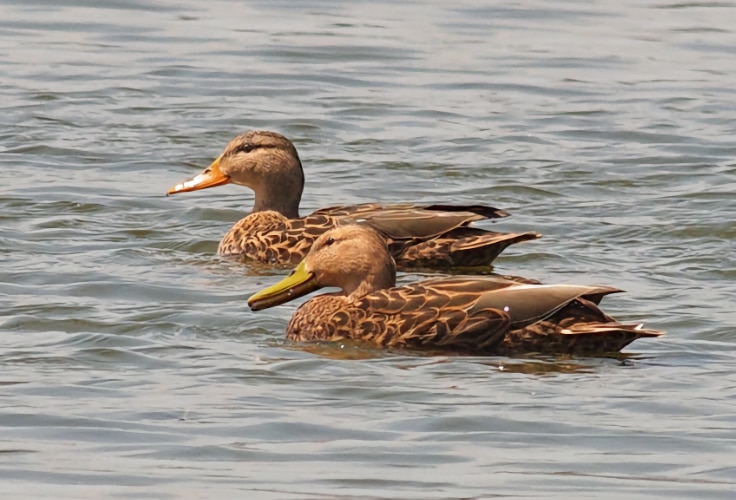 Mexican Duck pair