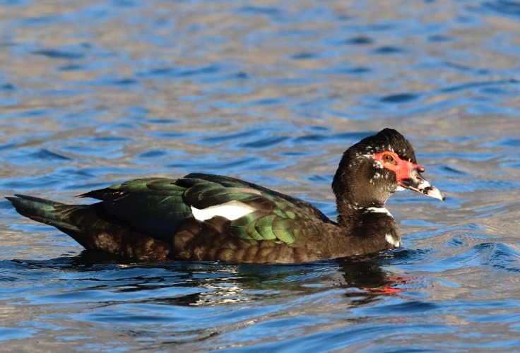 Muscovy Duck (Cairina moschata)