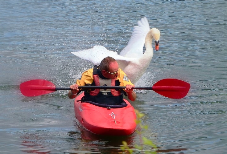 Mute Swan attacking kayaker