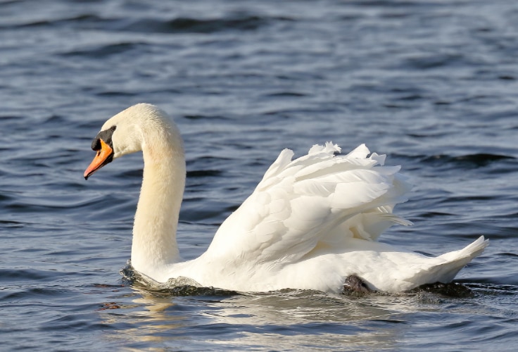 Mute Swan (Cygnus olor)