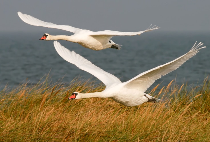 Mute Swans in flight