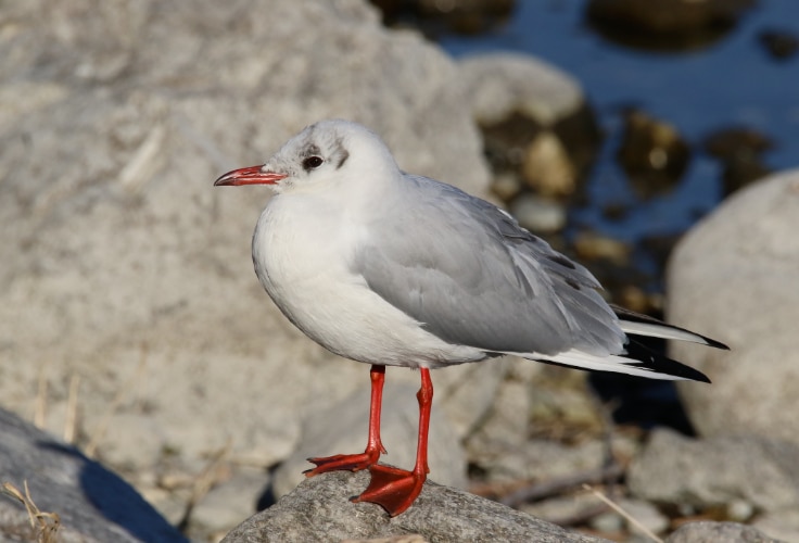 Non-breeding Black-Headed Gull